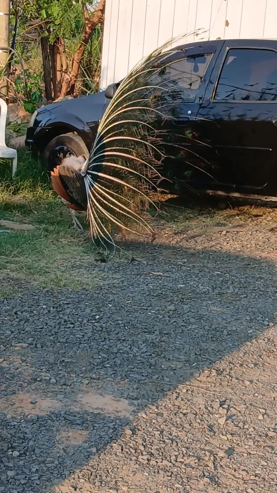 Pavão com a cauda aberta